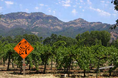 Work Vineyad in Calistoga, Napa Valley, CA